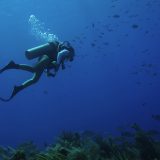 Scuba Diving in Sea Fan Reef, West End Grand Cayman