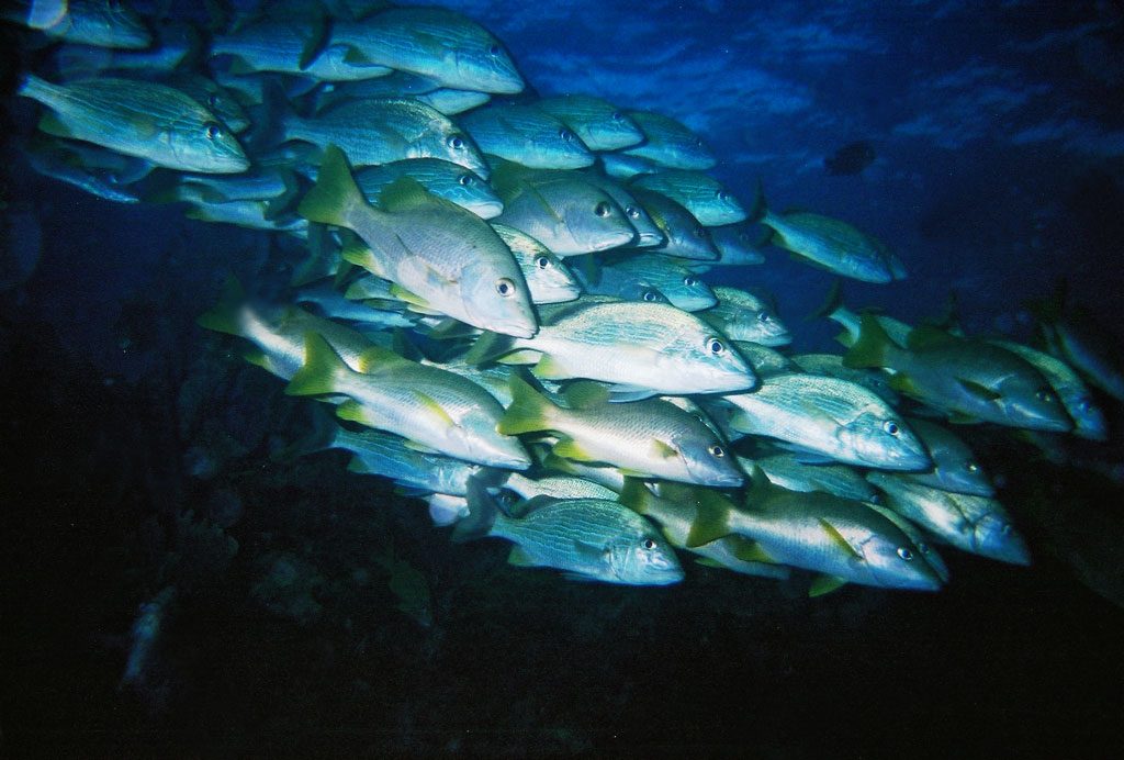 image-isla-mujeres-cozumel-19
