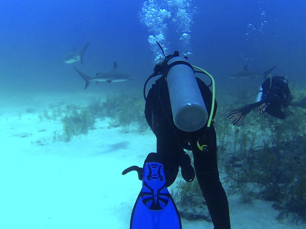 Shark Diving with Stuart Cove