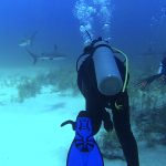 Shark Diving with Stuart Cove