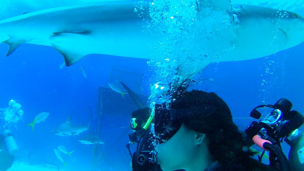 Shark Diving with Stuart Cove