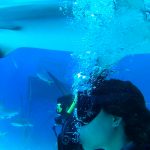 Shark Diving with Stuart Cove