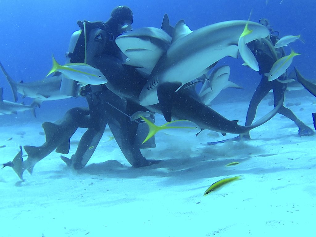 Shark Diving with Stuart Cove