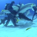 Shark Diving with Stuart Cove