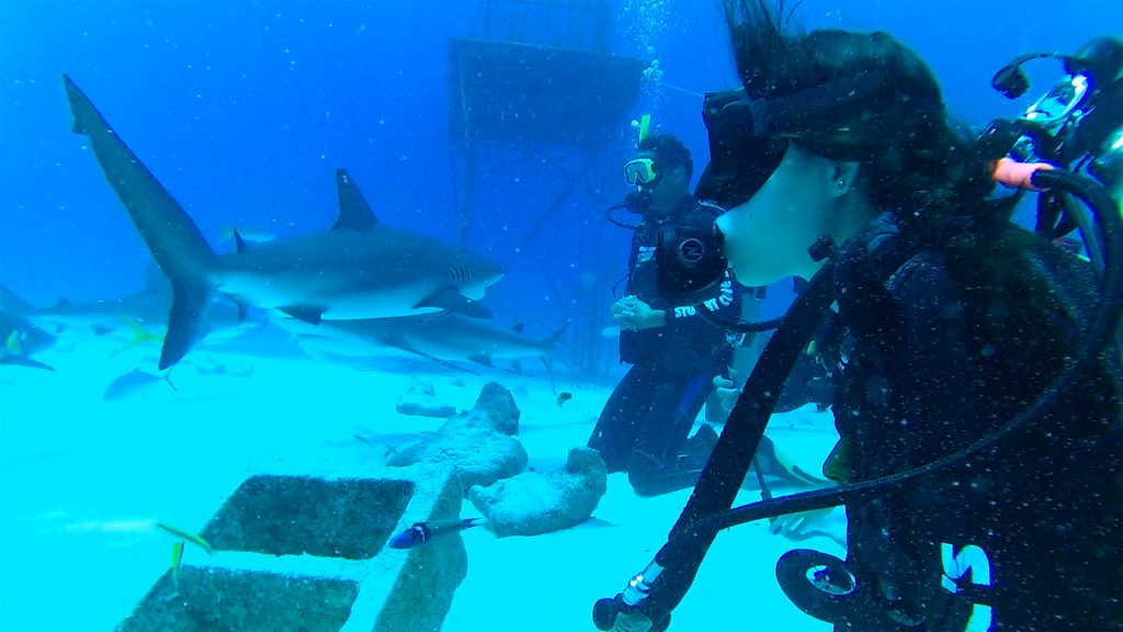 Shark Diving with Stuart Cove