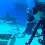 Shark Diving with Stuart Cove