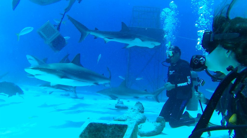 Shark Diving with Stuart Cove