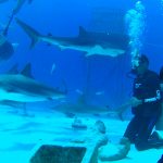 Shark Diving with Stuart Cove