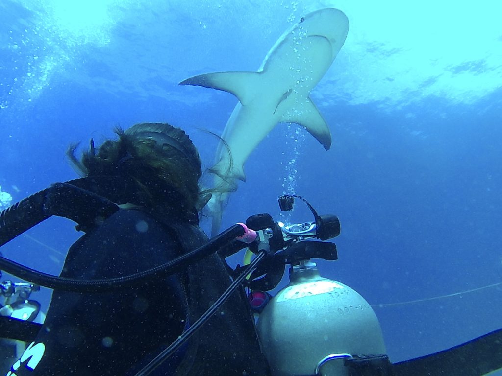 Shark Diving with Stuart Cove