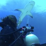 Shark Diving with Stuart Cove