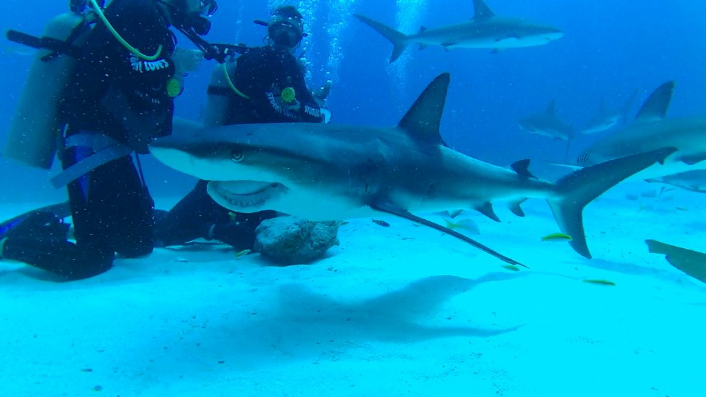 Shark Diving with Stuart Cove