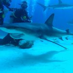 Shark Diving with Stuart Cove