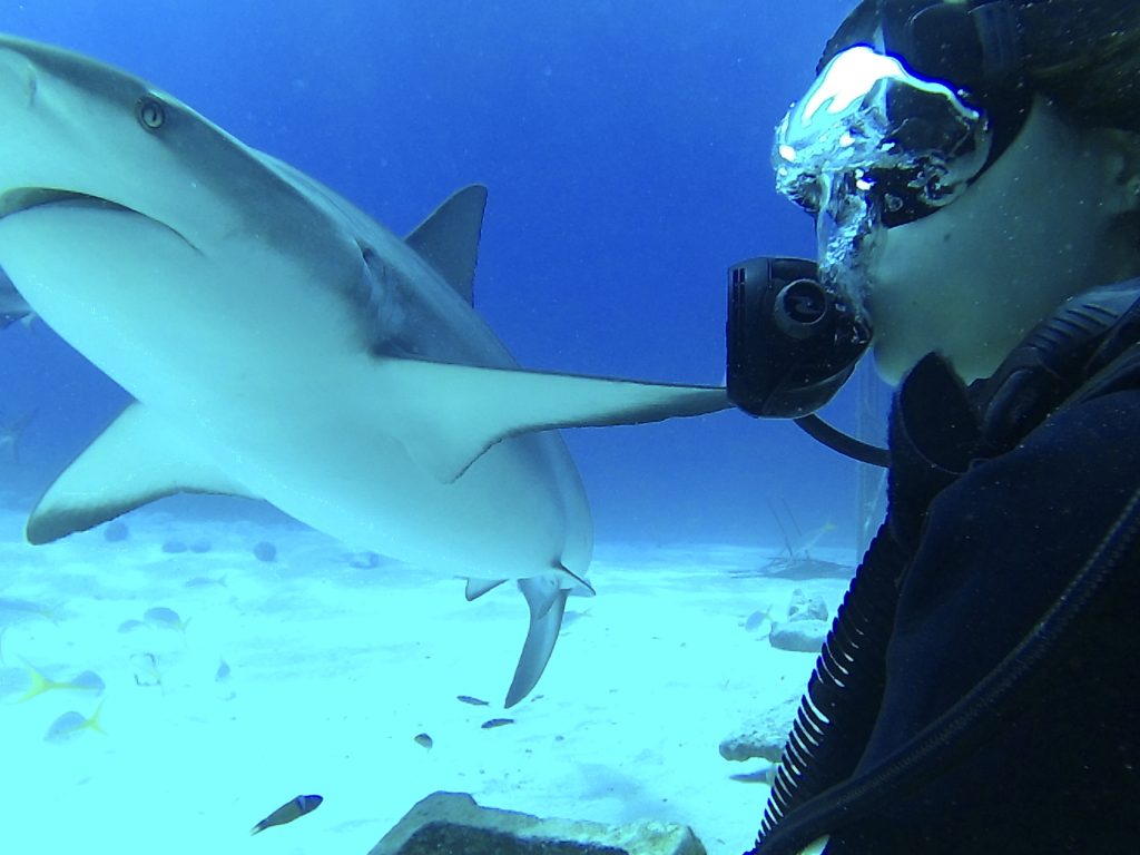 Shark Diving with Stuart Cove