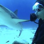 Shark Diving with Stuart Cove