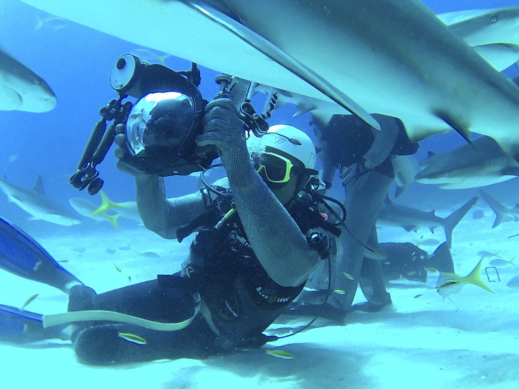 Shark Diving with Stuart Cove
