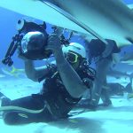 Shark Diving with Stuart Cove