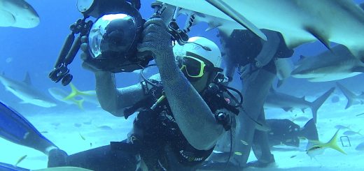 Shark Diving with Stuart Cove