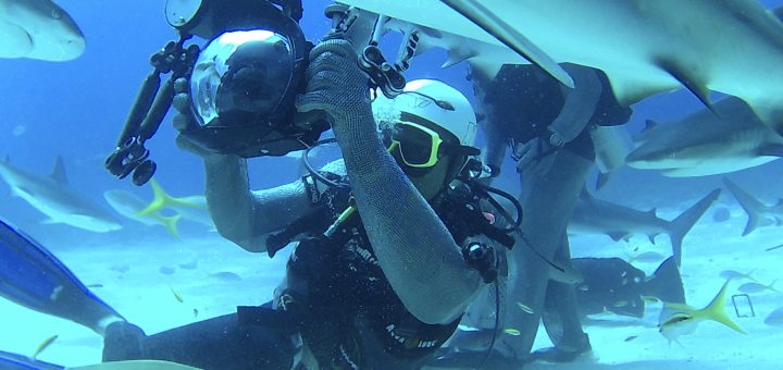 Shark Diving with Stuart Cove