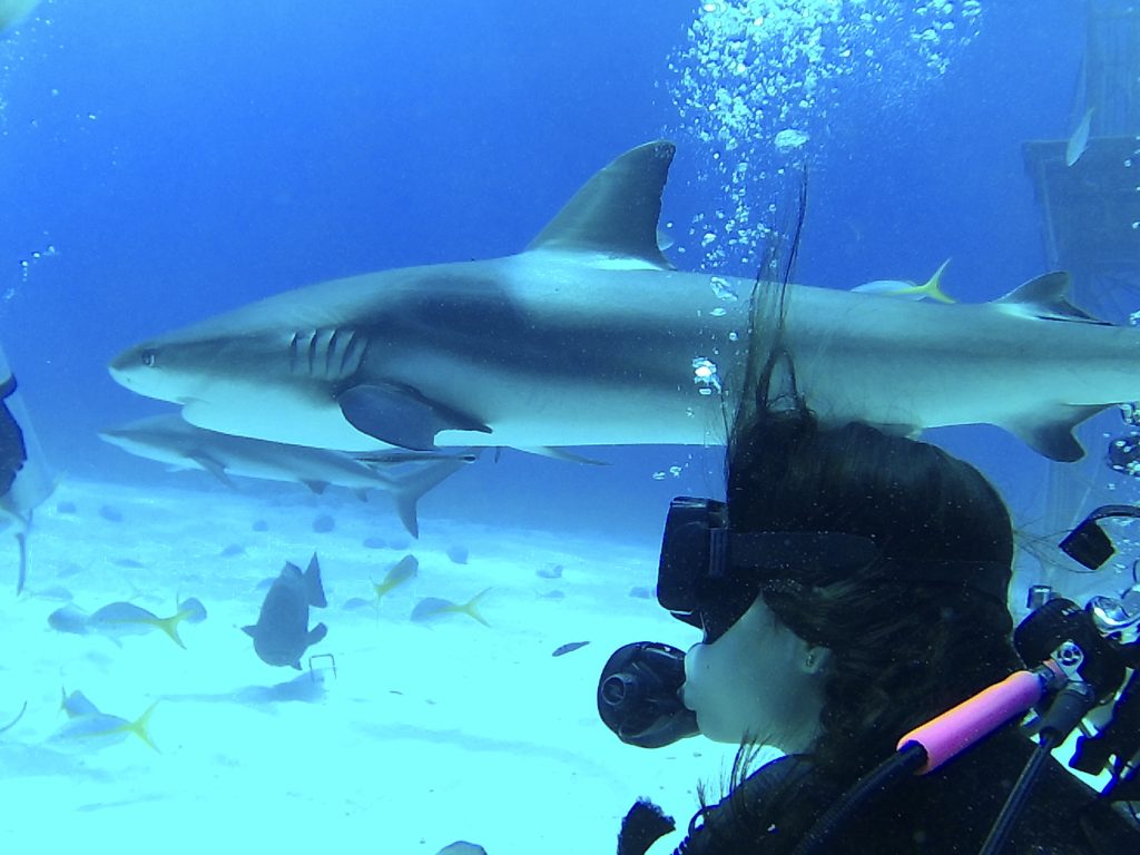Shark Diving with Stuart Cove