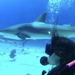 Shark Diving with Stuart Cove