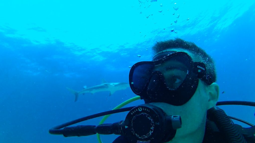Shark Diving with Stuart Cove