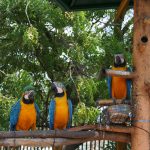 Parrots in St. Maarten Zoological Park