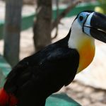 Channel-billed toucan Saint Martin