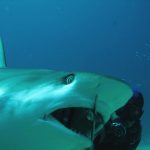 Scuba diving in Sint Maarten