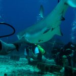 Scuba diving in Sint Maarten