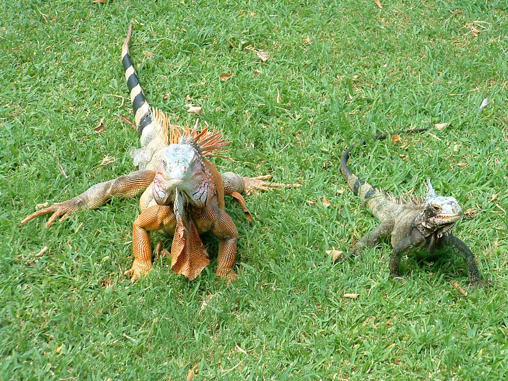 Some Iguanas at US Virgin Island