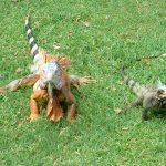 Some Iguanas at US Virgin Island