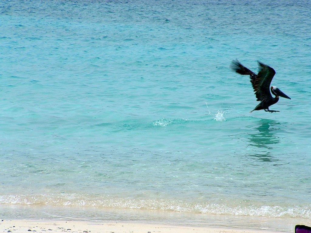 Pelican at the beach