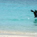Pelican at the beach